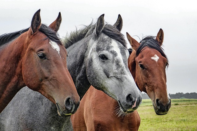 soins énergétiques chevaux